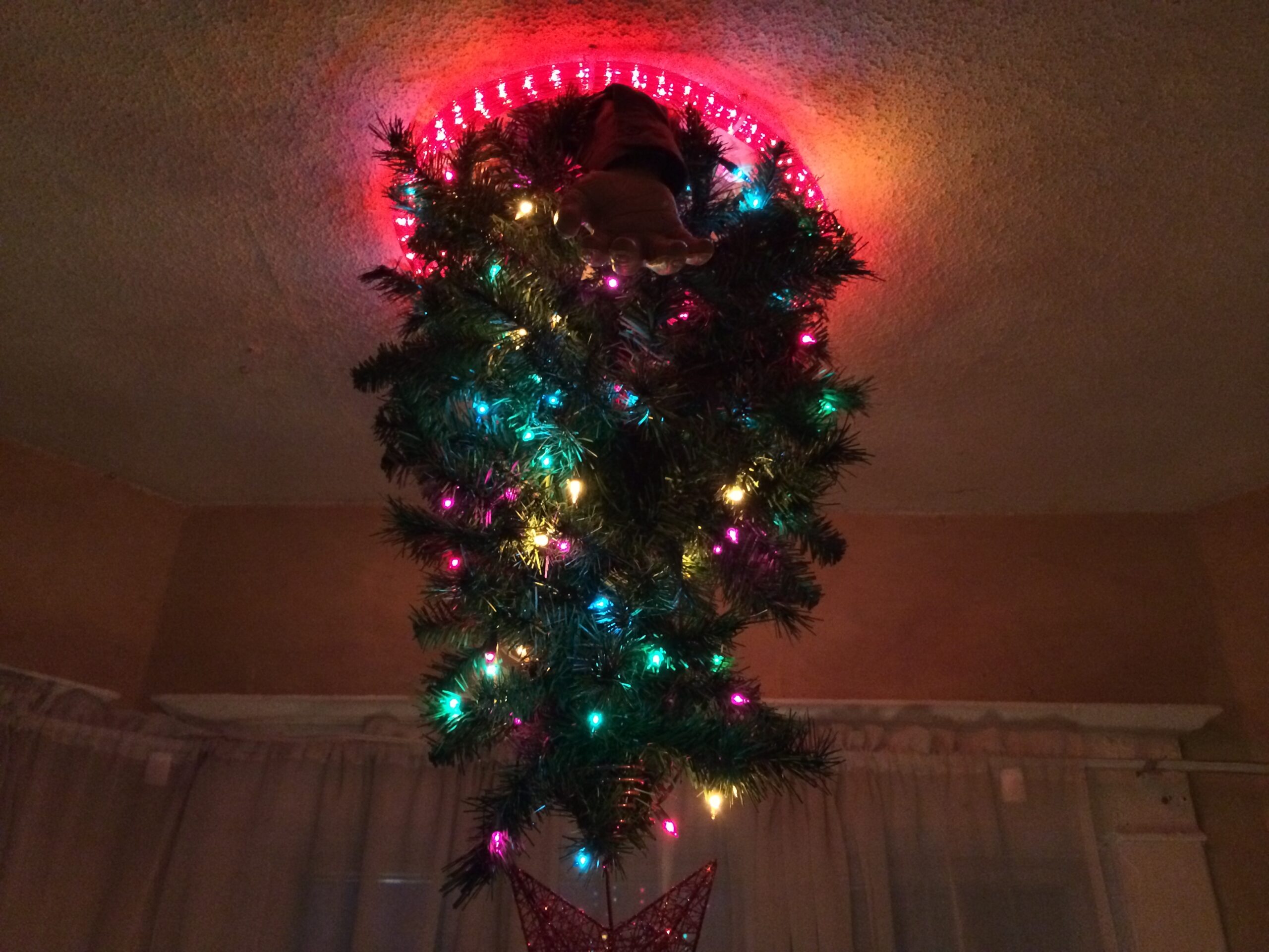 The CO-OP Portal Christmas Trees